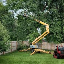 How Our Tree Care Process Works  in  Berlin, NJ