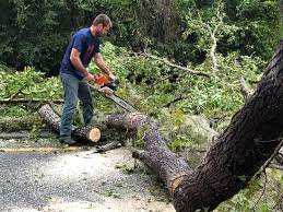 Best Tree Trimming and Pruning  in Berlin, NJ