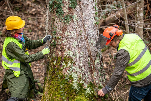 Best Tree Disease Treatment  in Berlin, NJ