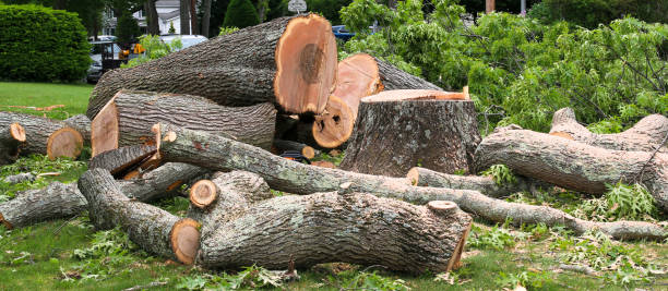 Best Seasonal Cleanup (Spring/Fall)  in Berlin, NJ