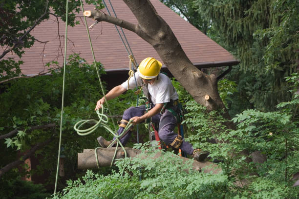 Best Tree Removal  in Berlin, NJ