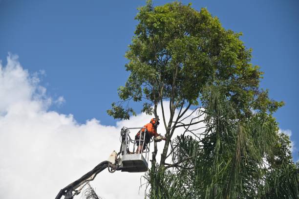 Professional Tree Care in Berlin, NJ