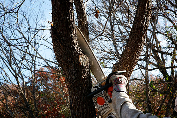 Best Hazardous Tree Removal  in Berlin, NJ