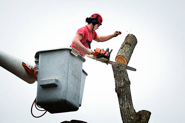 Best Tree Health Inspection  in Berlin, NJ