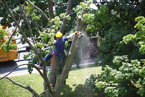 Best Tree Preservation Services  in Berlin, NJ