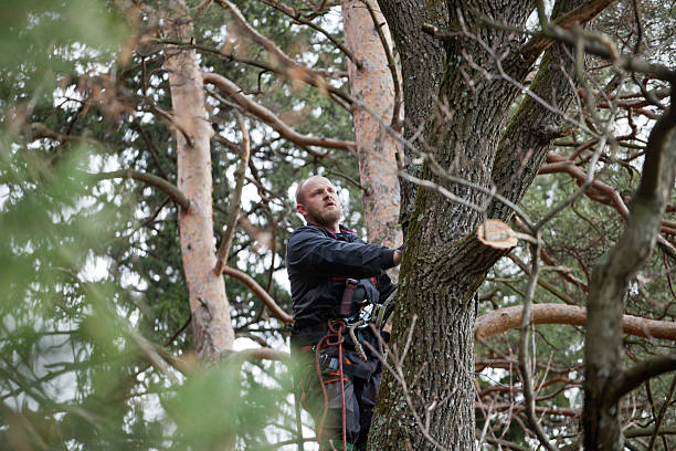 Best Tree Mulching  in Berlin, NJ