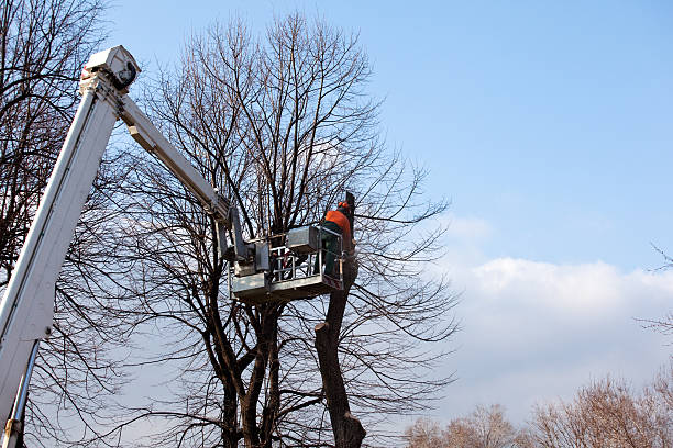 Tree Care